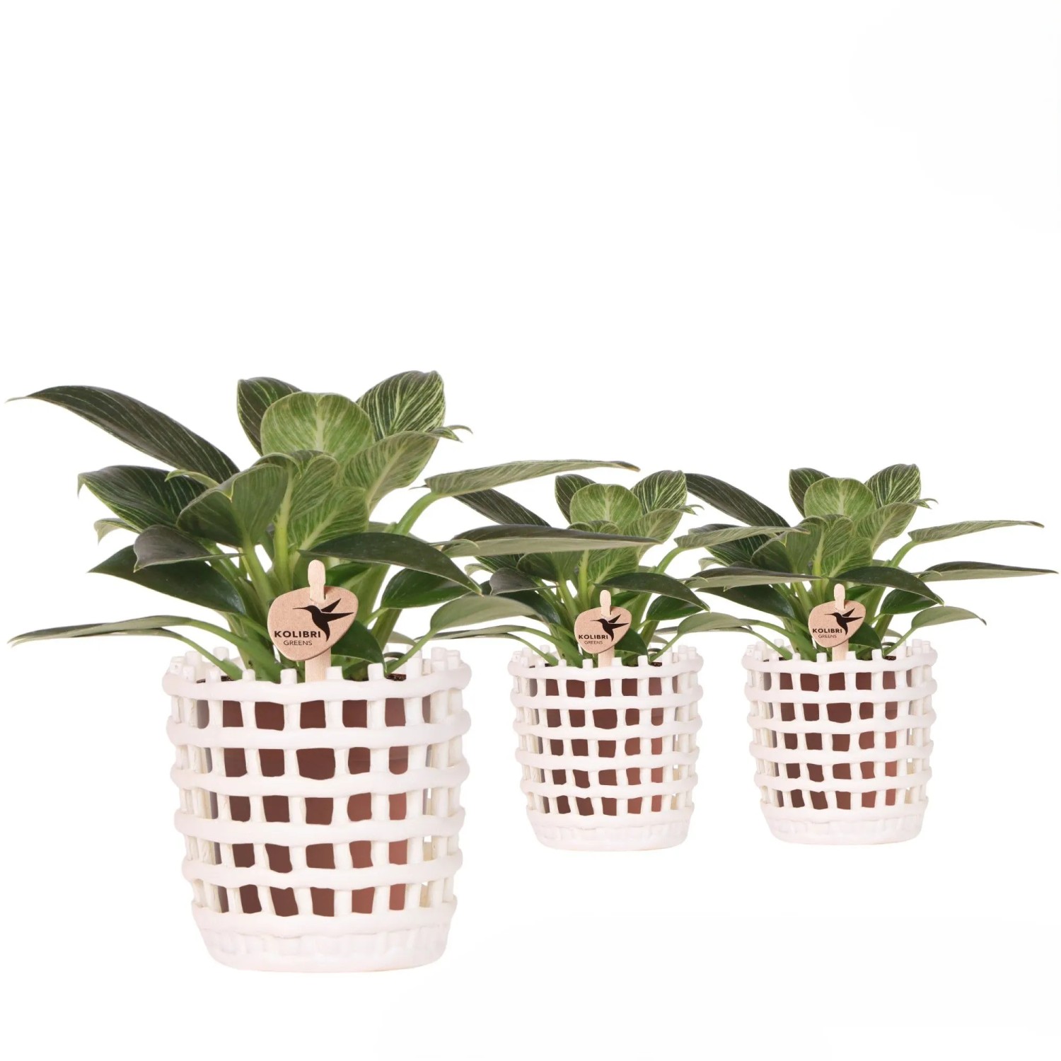 plant black ZZ Plant Black Raven, Live Indoor Plant main image 1