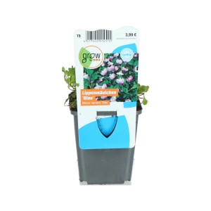 Lippenmäulchen Blau Topf-Ø ca. 9 cm Mazus reptans