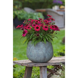 Purpur-Sonnenhut im Topf, ca. 28 cm hoch. Echinacea purpurea Sunmagic im Garten.