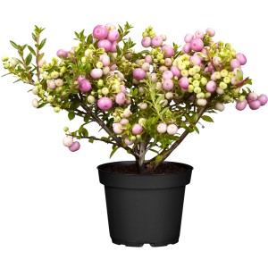 Torfmyrte (Pernettya mucronata) im 2 l Topf, ca. 10-20 cm hoch, mit rosa und weißen Beeren.