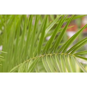 Nahaufnahme der grünen Blätter einer Kanarischen Dattelpalme (Phoenix canariensis).
