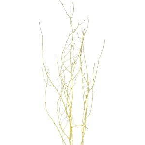 Bund pastellgelber Birkenzweige (ca. 110 cm) für Trockenblumen-Arrangements und Osterdeko.