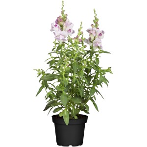 Löwenmäulchen im Topf, ca. 14cm Ø, mit rosa-weißen Blüten. Ideal für Beet, Balkon und als Bienenweide.