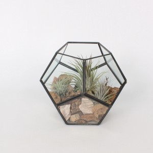 Tillandsien-Arrangement im Glas-Gefäß mit Steinen, Topf ca. 18cm.