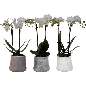 Schmetterlingsorchidee 2-Trieber Weiß im Keramik-Gefäß Topf-Ø ca. 9 cm