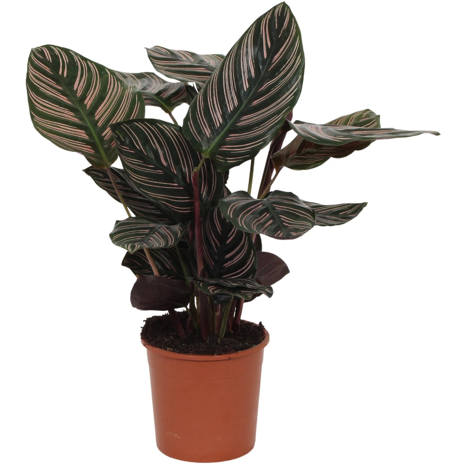 GROW by OBI Korbmarante "Ornata" Hhe 50-55 m Topf- ca. 14 cm kaufen bei  OBI