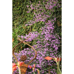 Blu Bio-Menthol-Strauch (Prostanthera) im Topf, mit lila Blüten und Deko-Figur.