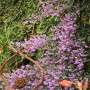 Blu Bio-Menthol-Strauch (Prostanthera) im Topf, mit lila Blüten und Deko-Figur.