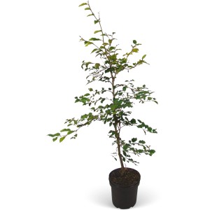 Rotbuche Set à 25 Stück Höhe ca. 80 - 100 cm Fagus sylvatica