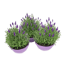 lavendel-mix-violett-blau-topf-ca-19-cm-lavandula-angustifolia
