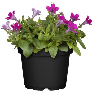 Garten-Petunie im Topf, Petunia Hybrida, mit pink-lila Blüten und grünen Blättern im schwarzen Topf.
