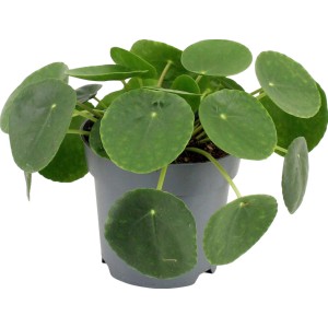 Glückstaler (Pilea peperomioides) im Topf, ca. 20-25 cm hoch. Dekorative Grünpflanze mit runden Blättern.