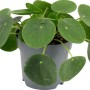 Glückstaler (Pilea peperomioides) im Topf, ca. 20-25 cm hoch. Dekorative Grünpflanze mit runden Blättern.