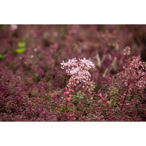Detailaufnahme des roten, blühenden OBI Scharfen Mauerpfeffers (Sedum) im 12 cm Topf.