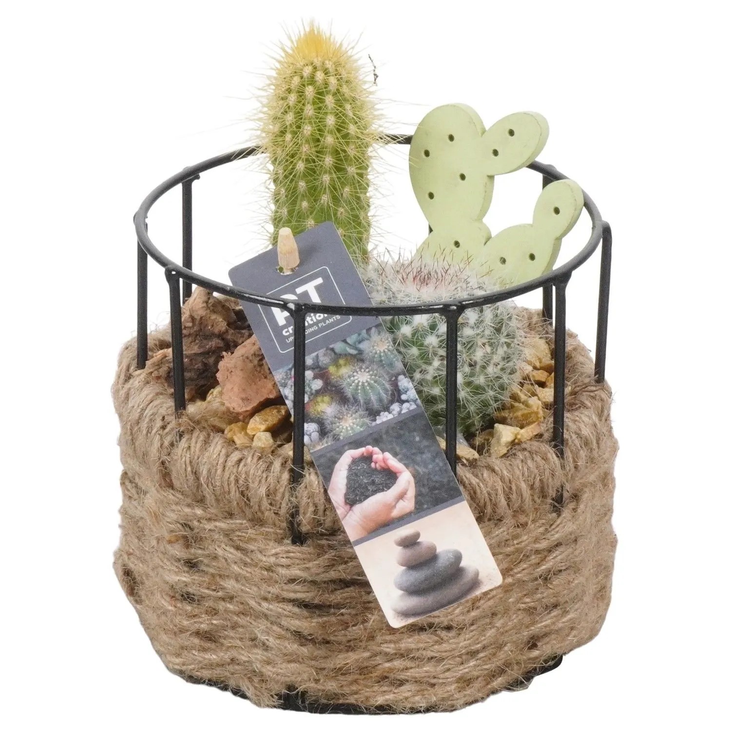 kaktus wechmar Schwiegermutterstuhl Echinocactus grusonii - Cactus Echinocactus grusonii
