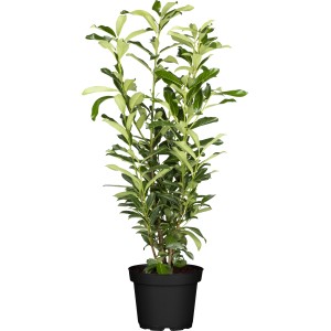 Kirschlorbeer "Genolia" Set à 10 Stück Höhe ca. 80 - 100 cm Prunus laurocerasus