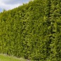 Foto einer dichten, hohen Hecke aus Lebensbäumen Smaragd (Thuja) im Garten.