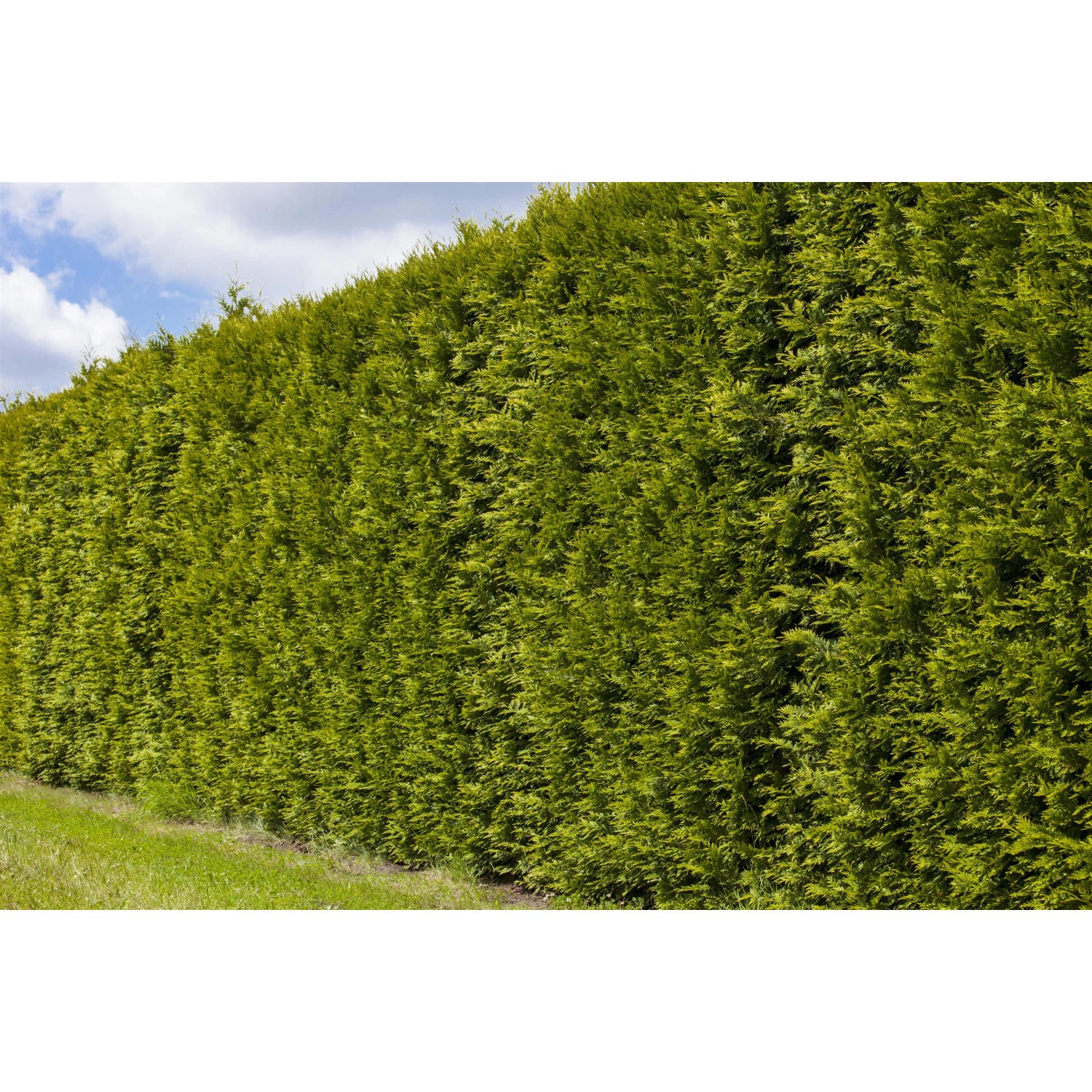 Foto einer dichten, hohen Hecke aus Lebensbäumen Smaragd (Thuja) im Garten.