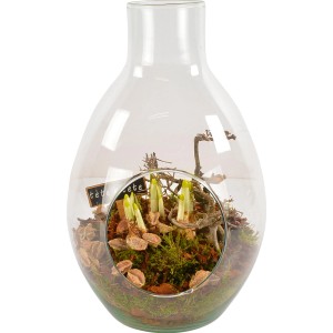 Narzissen Tete a Tete Arrangement in Glas-Amphore, Topf-Ø 22cm. Bepflanzte Schale mit gelben Blüten.