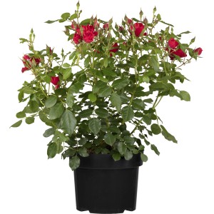 Beetrose Rot im Topf, ca. 20-30 cm hoch, mit roten Blüten und grünen Blättern.