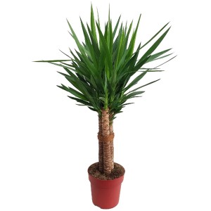 Palmlilie Tres Canas (Yucca) im Topf, ca. 110-125 cm hoch, mit drei Stämmen und grünen Blättern.