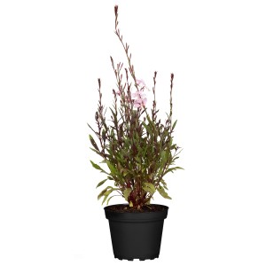 GROW by OBI Garten-Prachtkerze "Gaudi" Rosa Höhe ca. 25 cm Gaura lindheimeri