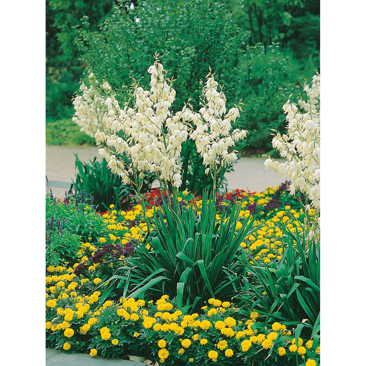 thuja occidentalis sunkist arborvitae Buy Thuja occidentalis 'Woodward Globe' Woodwardii Arborvitae — Mr Maple │  Buy Japanese Maple Trees main image 1