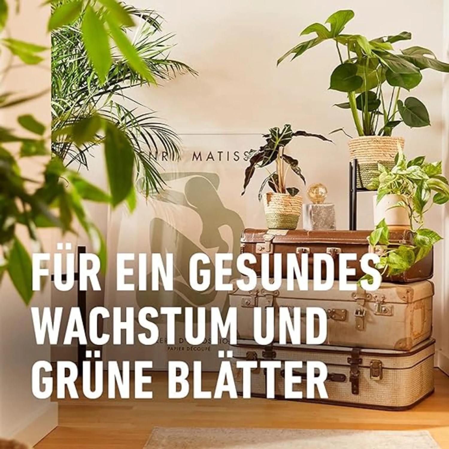 Compo Blattpflege fr Grnpflanzen 500 ml kaufen bei OBI