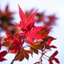 Nahaufnahme: Leuchtend rote Blätter des OBI Fächerahorns 'Atropurpureum'.