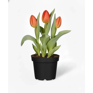 GROW by OBI Tulpen Mix Gelb, Rot und Rosa Topf-Ø ca. 9 cm Tulipa