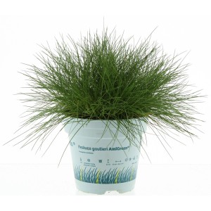 Bärenfell Schwingel "Ami Green" Topf-Ø ca. 10,5 cm Festuca gautieri