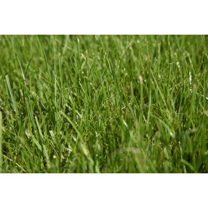 Nahaufnahme von saftig grünem Spielrasen, Kiepenkerl RSM 2.3 Gebrauchsrasen.