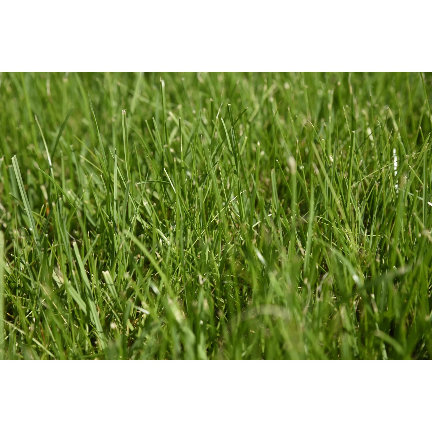 Kiepenkerl Saatgut RSM 2.3 Gebrauchsrasen - Spielrasen 10 kg fr 250 m  kaufen bei OBI