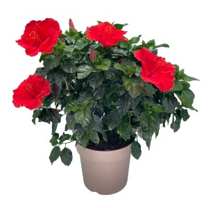 GROW by OBI Hibiskus, rote Blüten, ca. 50-60 cm hoch, im Topf. Blühende Kübelpflanze für Terrasse und Balkon.