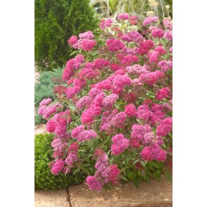 Sommer-Spiere 'Anthony Waterer' mit roten Blüten im Gartenbeet.