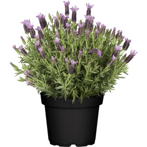 Schopf-Lavendel im Topf, violette Blüten, ca. 20-30 cm hoch. Mediterrane Stehpflanze für Kübel.