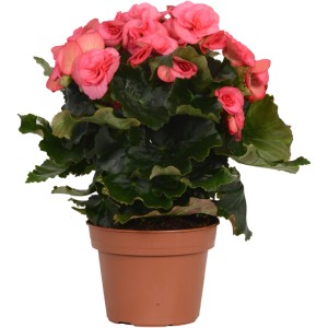 Rosa GROW by OBI Begonie im Topf, ca. 28-34 cm hoch. Blühende Zimmerpflanze für helle Standorte.