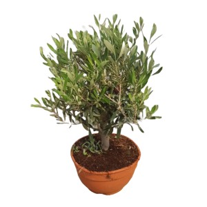 GROW by OBI Olivenbaum Bonsai im Topf, ca. 45cm hoch, mit grünen Blättern.