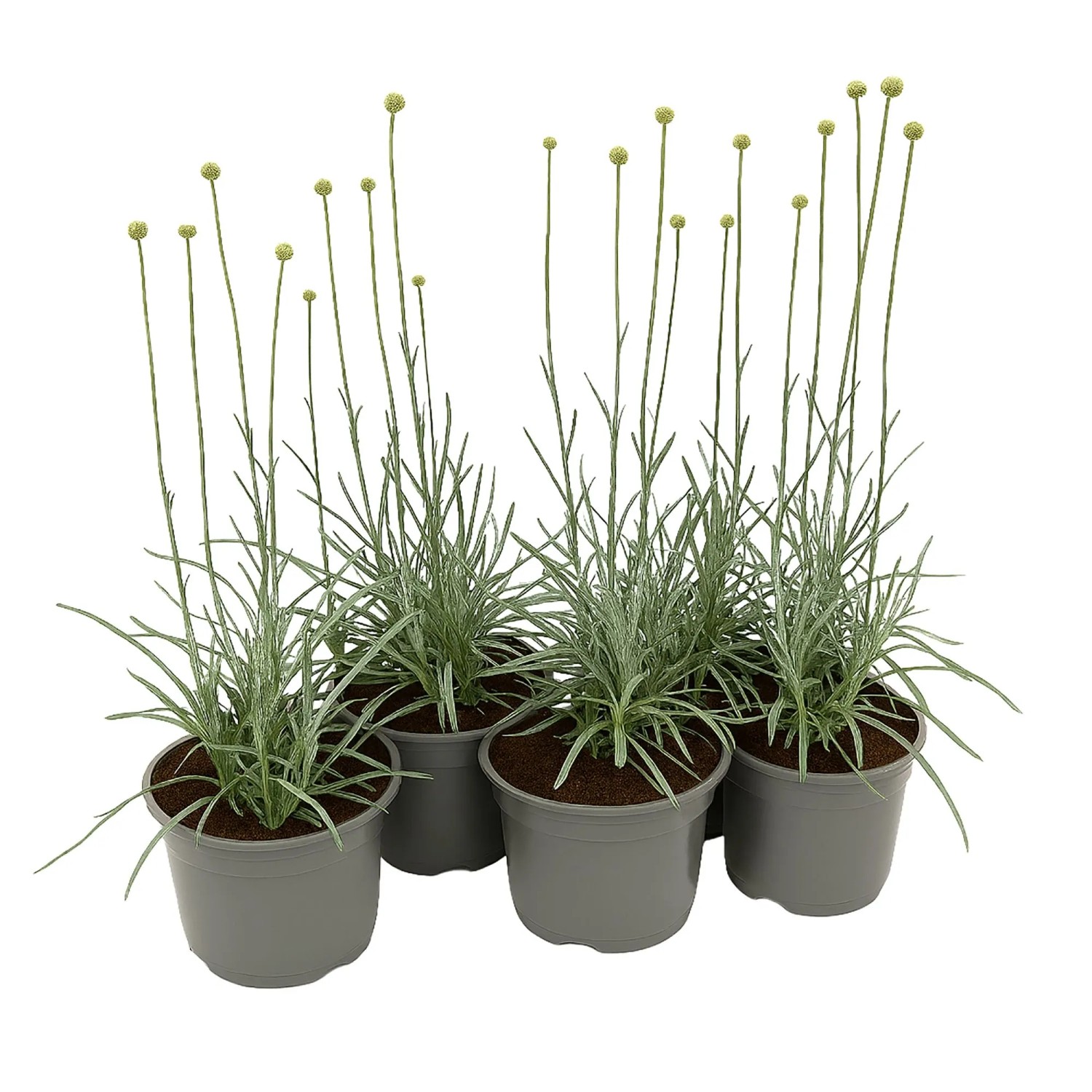 Trommelstckchen Gelb Topf- ca. 13 cm Craspedia globosa kaufen bei OBI