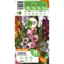 GROW by OBI Gladiolen Bicolor Mischung, Blumenzwiebeln mit farbenfrohen Blüten.