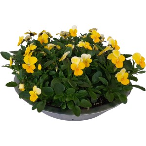 Frühlingsblüher Bellis perennis in Zinkschale, gelbe Hornveilchen, ca. 15 cm hoch, Topf-Ø ca. 29 cm.