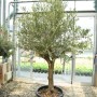 GROW by OBI Olivenbaum Halbstamm, ca. 120cm hoch im 110l Topf.