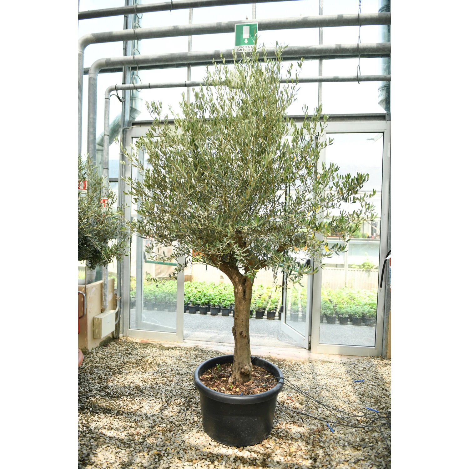 GROW by OBI Olivenbaum Halbstamm Hhe ca. 120 cm Topf ca. 110 l Olea  europaea kaufen bei OBI