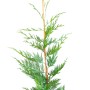 Leylandzypresse Set à 45 Stück Höhe ca. 60 - 80 cm Cupressus × leylandii