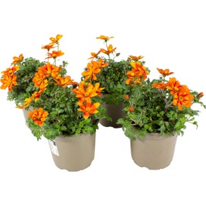 Gelb-orange Zweizahn Beedance Hängepflanze im Topf, ca. 12 cm Ø.