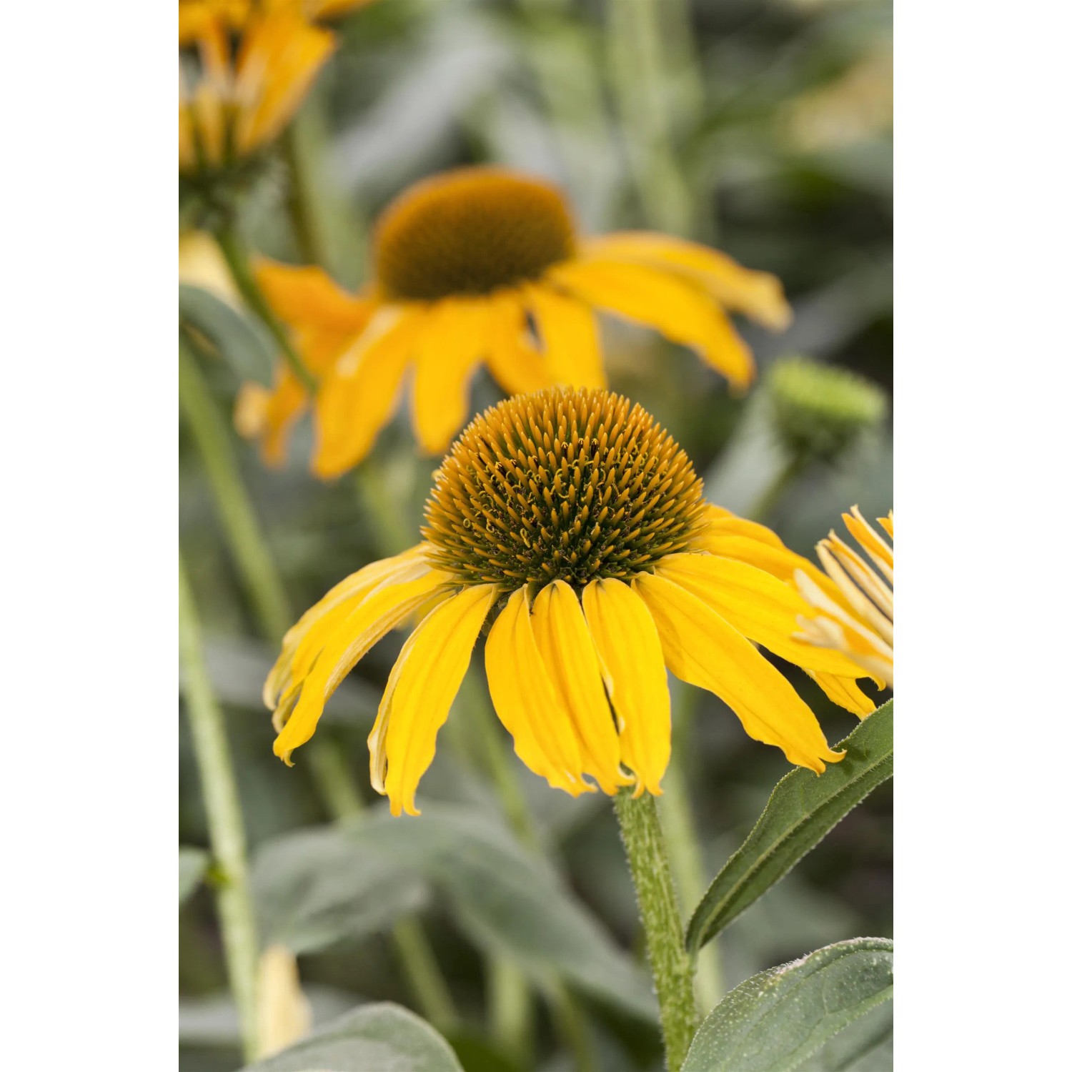 Purpur-Sonnenhut Sortenauswahl Topf- ca. 19 cm Echinacea purpurea kaufen  bei OBI
