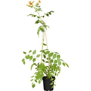 Orange GROW by OBI Klettertrompete Summer Jazz im Topf, ca. 60-100cm hoch.