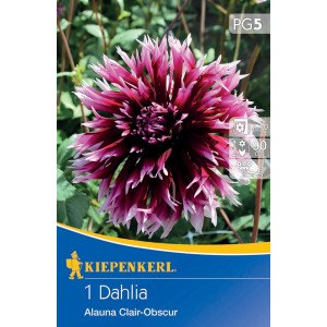 Kiepenkerl Splitt-Dahlie Alauna Clair Obscure mit lilapurpurnen, weiß auslaufenden Blüten.