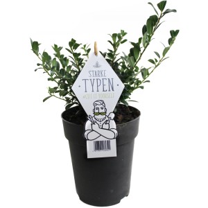 Japanische Stechpalme "Starke Typen" Busch Topf ca. 1 l Ilex crenata