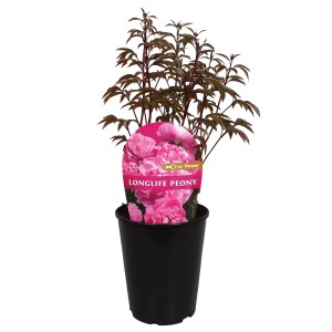 Pfingstrose Long Life Rosa im Topf, ca. 19 cm Durchmesser.